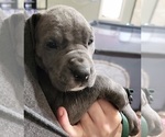 Small Photo #15 Great Dane Puppy For Sale in OGDEN, UT, USA
