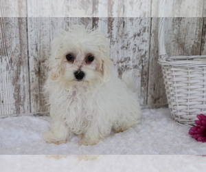Maltese-Poodle (Toy) Mix Puppy for sale in SHILOH, OH, USA