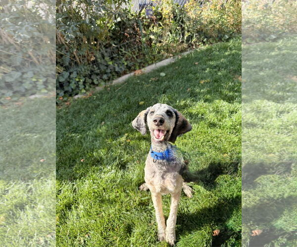 Medium Photo #15 Bernedoodle Puppy For Sale in Sandy, UT, USA