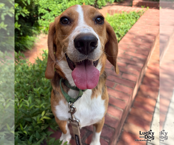 Medium Photo #5 Beagle-Unknown Mix Puppy For Sale in Washington, DC, USA