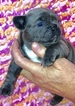 Small Photo #5 French Bulldog Puppy For Sale in COURTLAND, AL, USA