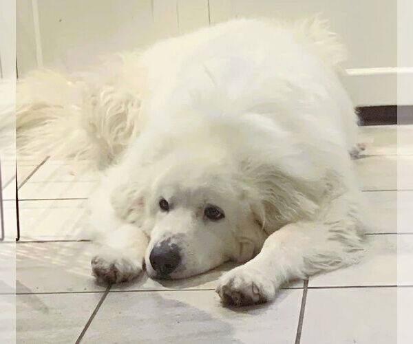 Medium Photo #11 Great Pyrenees Puppy For Sale in Spring, TX, USA