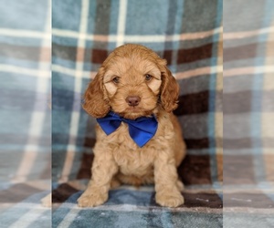 Cock-A-Poo Puppy for sale in KIRKWOOD, PA, USA