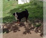 Small Photo #22 Bernese Mountain Dog Puppy For Sale in MEMPHIS, MO, USA