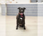 Small #4 American Pit Bull Terrier-American Staffordshire Terrier Mix