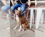 Small Photo #4 American Pit Bull Terrier Puppy For Sale in Richmond, VA, USA