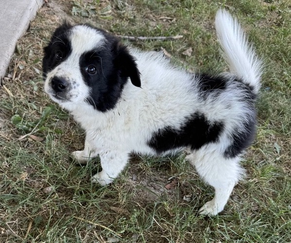 Medium Photo #1 American Eskimo Dog-Unknown Mix Puppy For Sale in KALONA, IA, USA