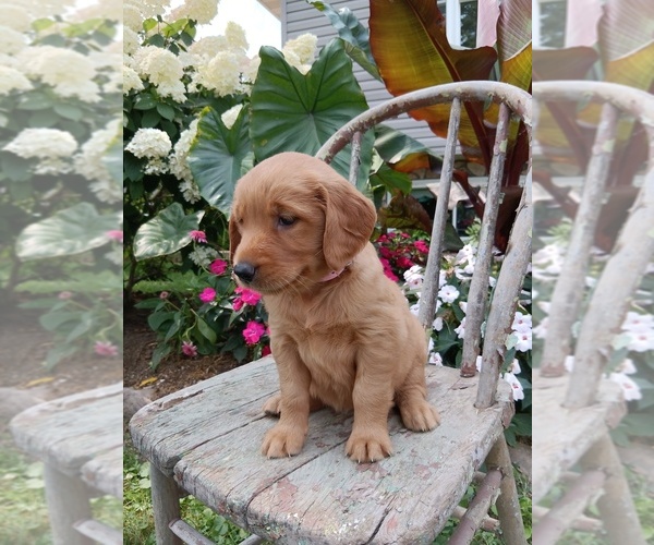 Medium Photo #45 Golden Retriever Puppy For Sale in GREENWOOD, WI, USA