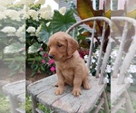 Small Photo #45 Golden Retriever Puppy For Sale in GREENWOOD, WI, USA