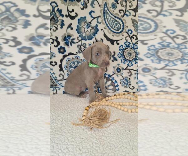 Medium Photo #2 Weimaraner Puppy For Sale in LEWISBURG, KY, USA