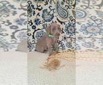 Small #1 Weimaraner