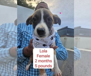 Chihuahua-Labrador Retriever Mix Dogs for adoption in Virginia Beach, VA, USA