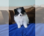 Small Photo #2 Pomeranian Puppy For Sale in MENIFEE, CA, USA
