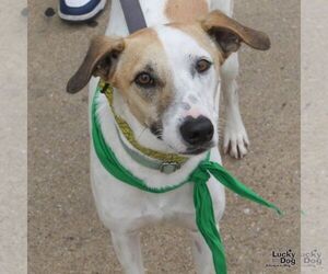 Peter - Male Retriever -Unknown Mix Dog for Adoption - Photo #3