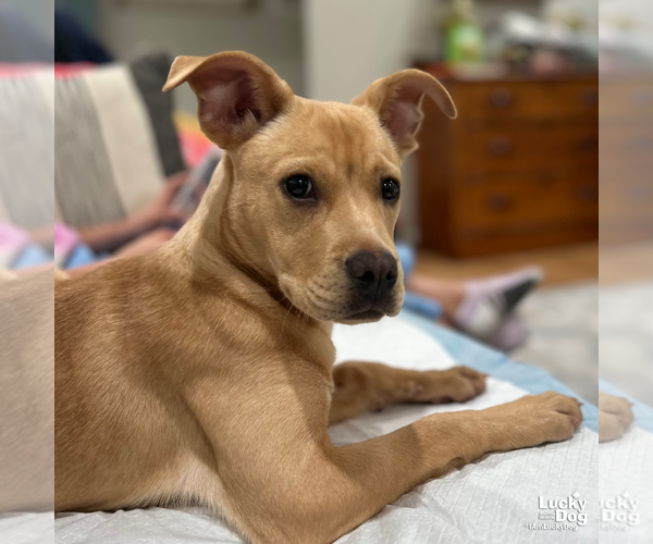 Medium Photo #6 Labrador Retriever-Unknown Mix Puppy For Sale in Washington, DC, USA