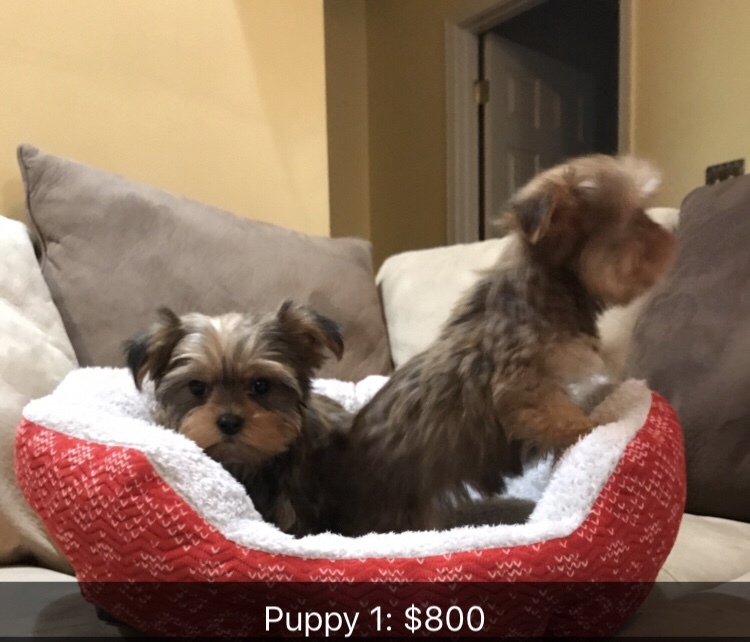 Medium Photo #5 Shorkie Tzu Puppy For Sale in MONTGOMERY, AL, USA