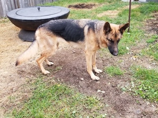German Shepherd Dog Puppy for sale in MAPLE HEIGHTS, OH, USA