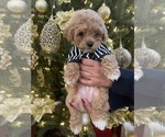 Small Photo #2 Cavapoo Puppy For Sale in CITRUS HTS, CA, USA
