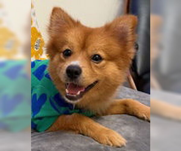 Medium Photo #4 Pomeranian Puppy For Sale in Fremont, CA, USA