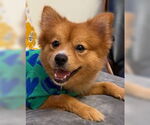 Small #3 Pomeranian