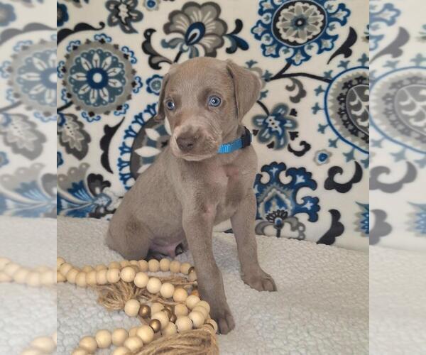 Medium Photo #4 Weimaraner Puppy For Sale in LEWISBURG, KY, USA