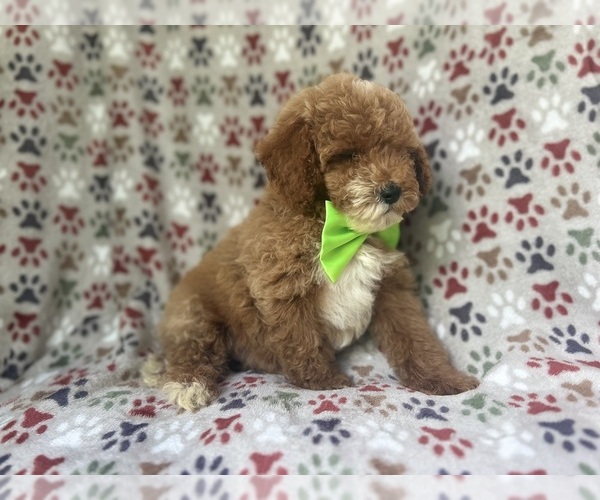 Medium Photo #6 Cock-A-Poo Puppy For Sale in LAKELAND, FL, USA