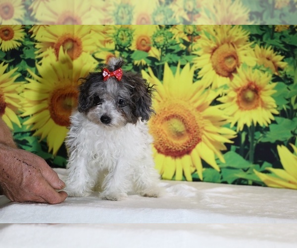 Medium Photo #19 Goldendoodle (Miniature) Puppy For Sale in DYERSBURG, TN, USA