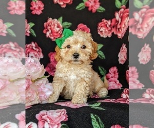 Cavachon-Poodle (Miniature) Mix Puppy for sale in AIRVILLE, PA, USA