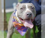 Small American Staffordshire Terrier Mix