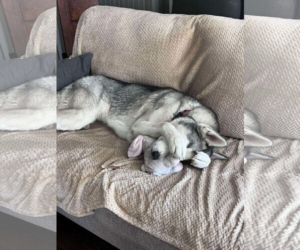 Medium Photo #4 Labsky Puppy For Sale in Carrollton, TX, USA