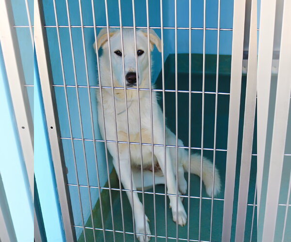 Medium Photo #2 Siberian Husky Puppy For Sale in Pasadena, CA, USA