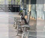 Small #2 Siberian Husky