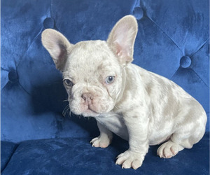 French Bulldog Puppy for sale in MEMPHIS, TN, USA