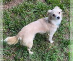Small #3 Chihuahua Mix