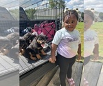 Small #2 Rottweiler