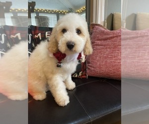Poodle (Standard) Puppy for sale in RICHMOND, IL, USA