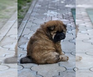 Chow Chow Puppy for sale in Zvornik, Srspka, Bosnia and Herzegovina