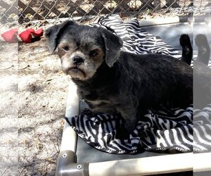 Shih Tzu-Unknown Mix Dogs for adoption in Palatka, FL, USA