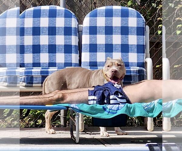 Medium Photo #24 Staffordshire Bull Terrier-Unknown Mix Puppy For Sale in Mount Laurel, NJ, USA