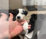 Small #1 German Shorthaired Pointer-Great Pyrenees Mix