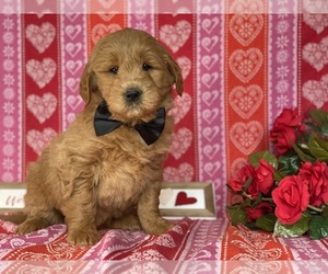 Goldendoodle (Miniature) Puppy for sale in LANCASTER, PA, USA