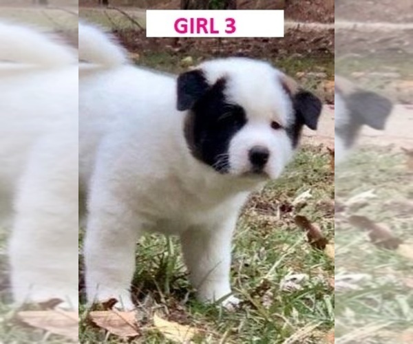 Medium Photo #1 Akita Puppy For Sale in BIRMINGHAM, AL, USA