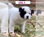 Small Photo #1 Akita Puppy For Sale in BIRMINGHAM, AL, USA