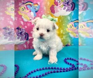 Maltese Puppy for sale in WINNSBORO, LA, USA