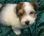Small Photo #7 Havanese Puppy For Sale in FENTON, MO, USA