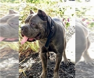 Father of the Cane Corso puppies born on 12/12/2022