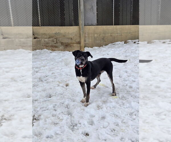 Medium Photo #2 Labrador Retriever-Unknown Mix Puppy For Sale in Linton, IN, USA