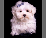 Small Photo #48 Maltese Puppy For Sale in WARSAW, IN, USA