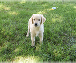 Small #3 Golden Retriever