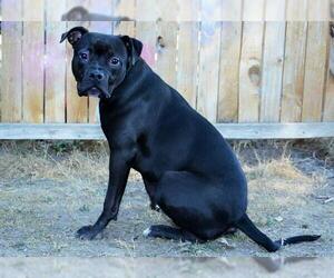 Medium American Pit Bull Terrier